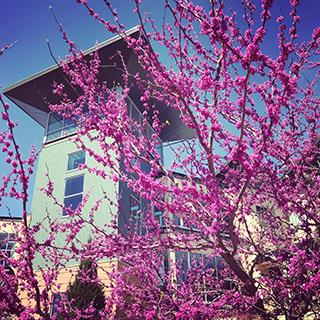 Photo of a Redbud Tree